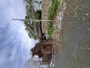 Storm Éowyn tree damaged